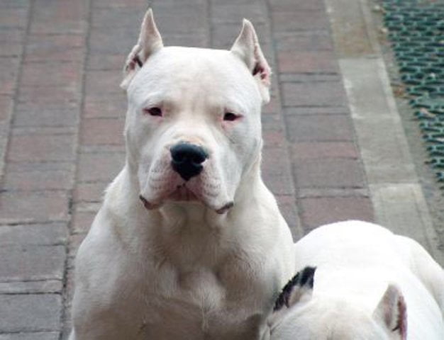 Perros Asesinos